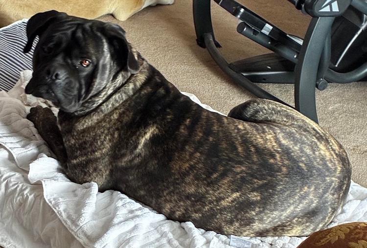 Viggo, adopted, Young Male Cane Corso & Mastiff.