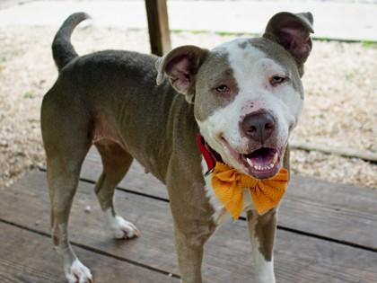 Enlarge Pebbles fka Tula, a Adoptable Mixed Breed in West Chester, PA image 1/3