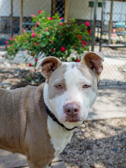 Enlarge Pebbles fka Tula, a Adoptable Mixed Breed in West Chester, PA image 3/3