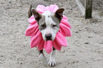 Enlarge Pebbles fka Tula, a Adoptable Mixed Breed in West Chester, PA image 2/3