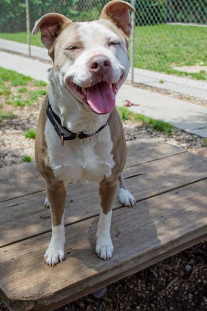 Enlarge Pebbles fka Tula, a Adoptable Mixed Breed in West Chester, PA image 3/3