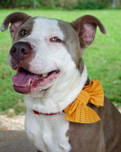 Enlarge Pebbles fka Tula, a Adoptable Mixed Breed in West Chester, PA image 3/3