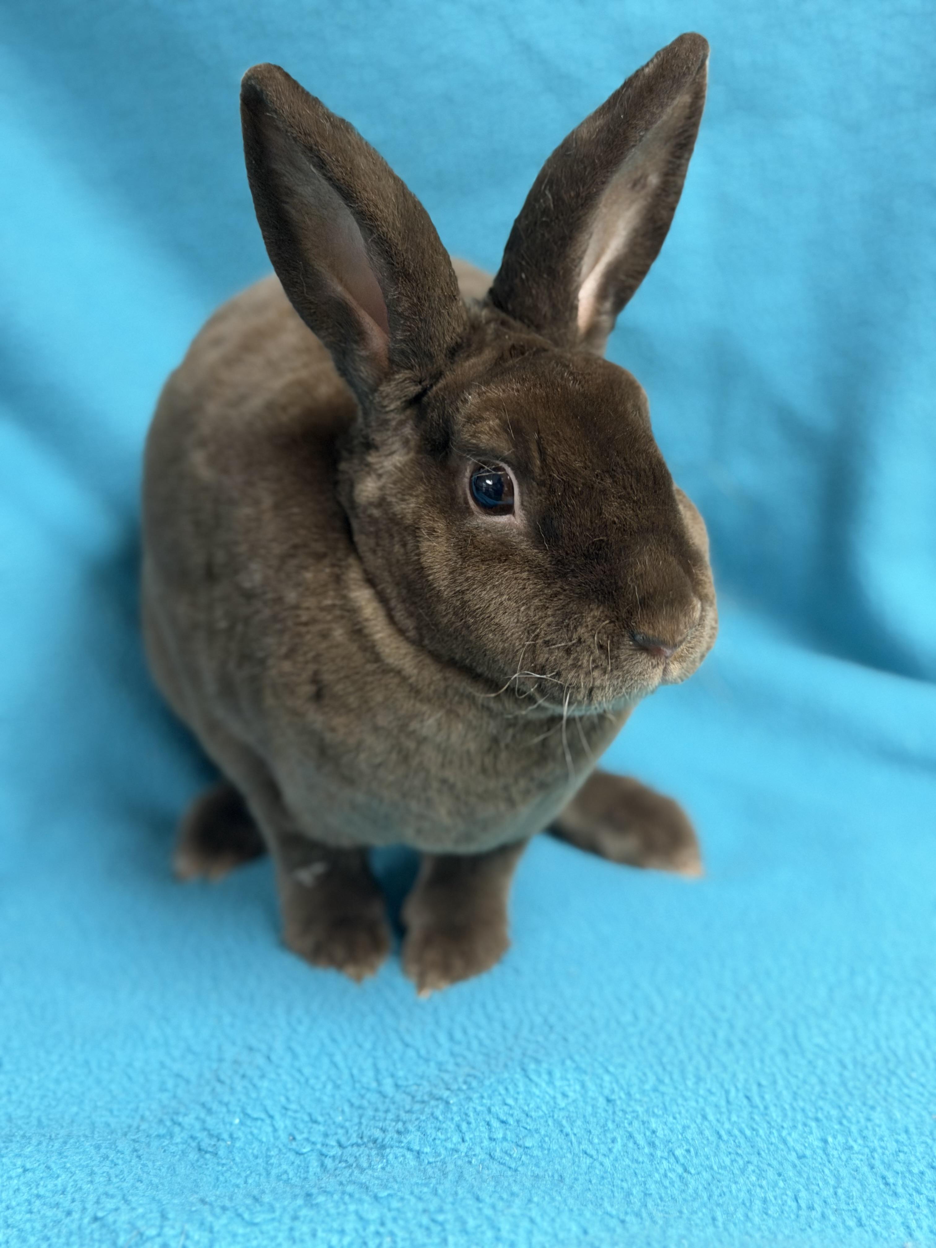 Enlarge Joshua: video!!, a Adoptable Mini Rex in Edinburg, PA image 5/6