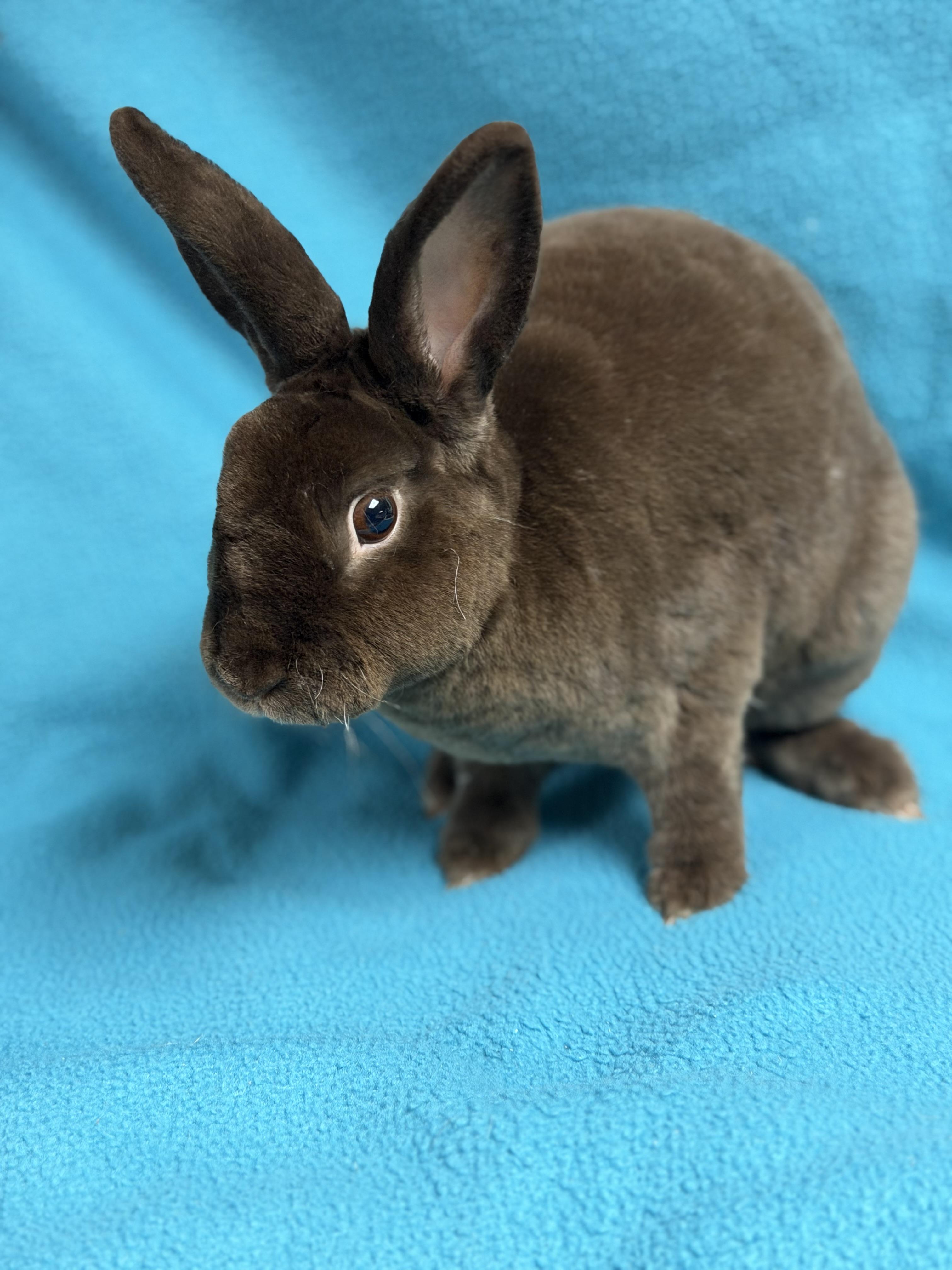 Enlarge Joshua: video!!, a Adoptable Mini Rex in Edinburg, PA image 4/6
