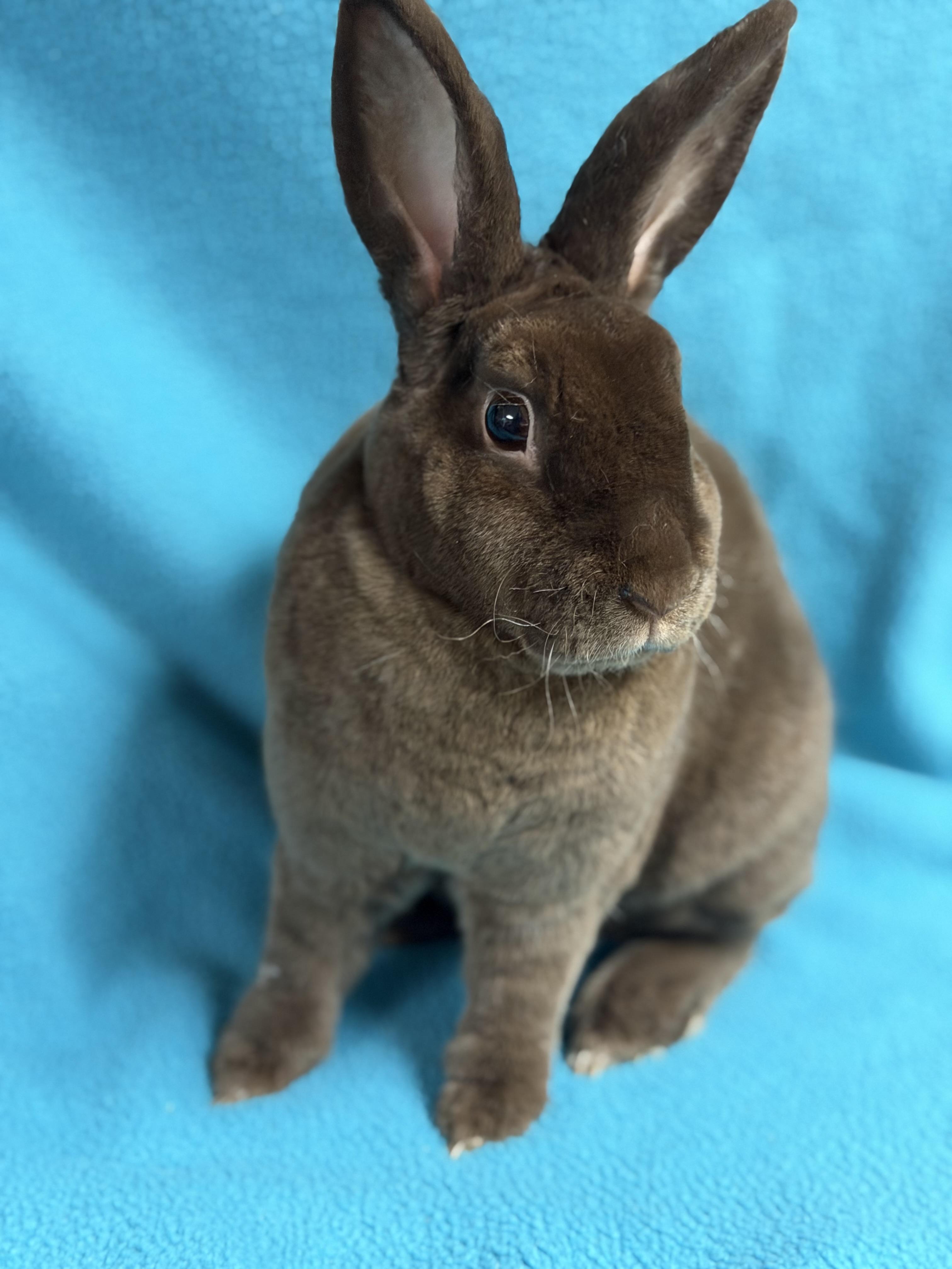 Enlarge Joshua: video!!, a Adoptable Mini Rex in Edinburg, PA image 3/6