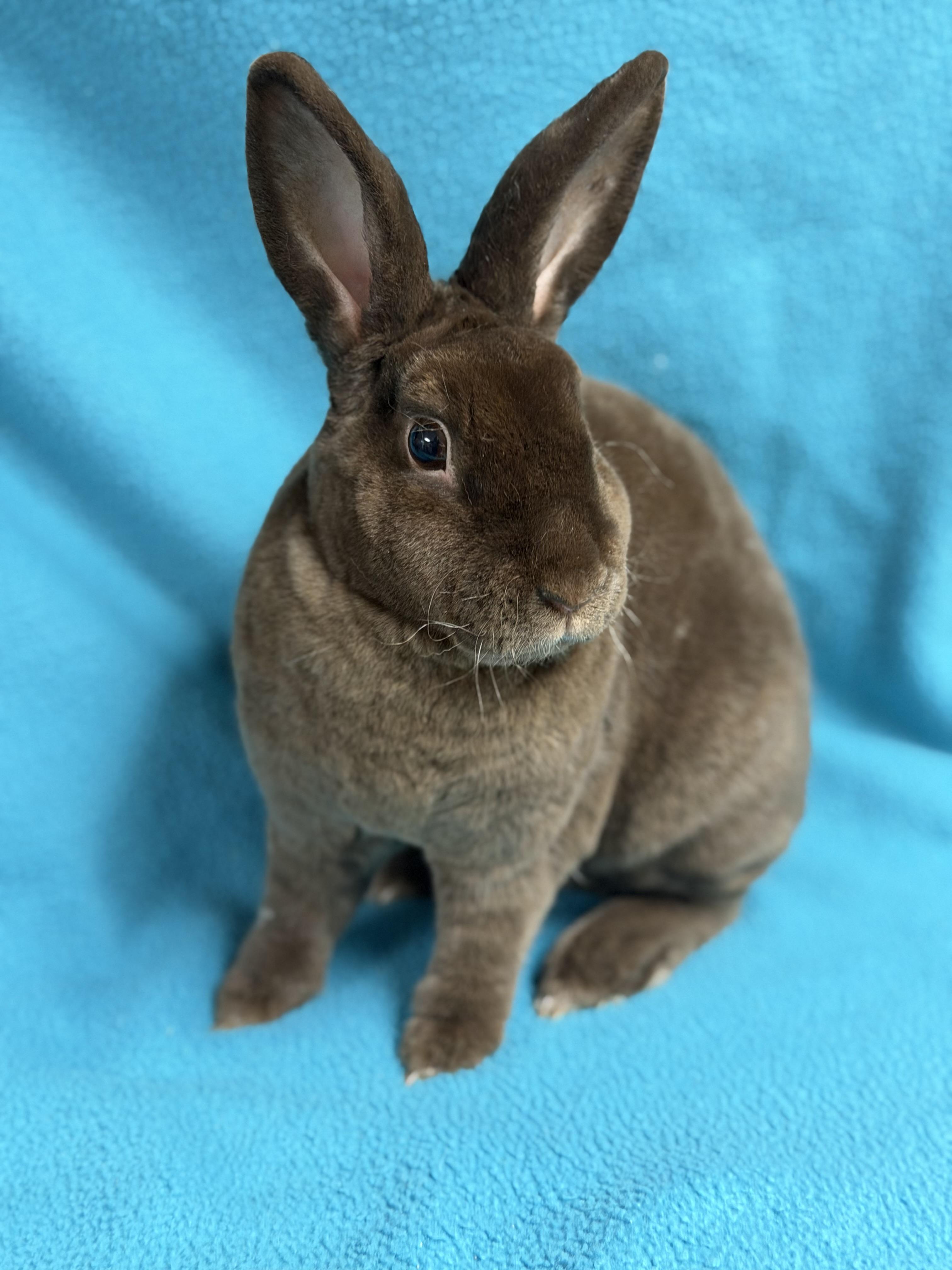 Joshua: video!!, Adoptable, Young Male Mini Rex.