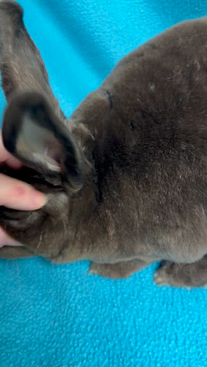 Enlarge Joshua: video!!, a Adoptable Mini Rex in Edinburg, PA video 6/6