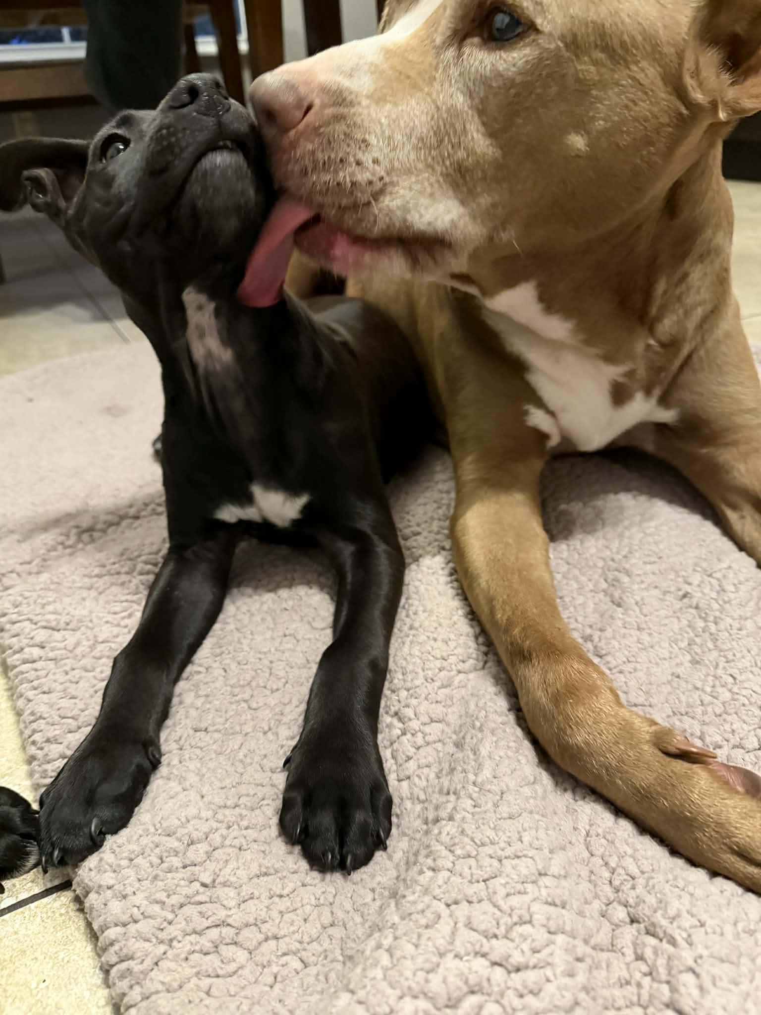 Enlarge Spot, a ADOPTABLE mixed breed in New Smyrna Beach, FL image 3/4