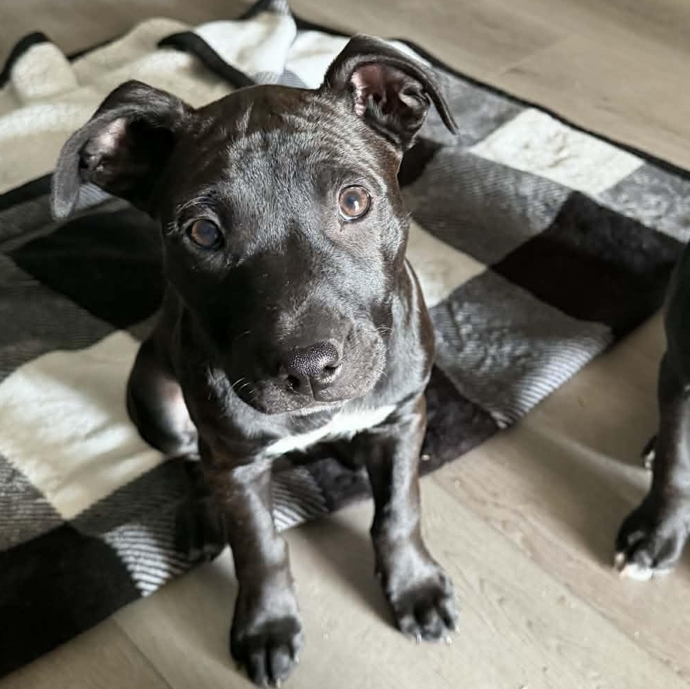 Spot, ADOPTABLE, Puppy Female Labrador Retriever & Pit Bull Terrier.