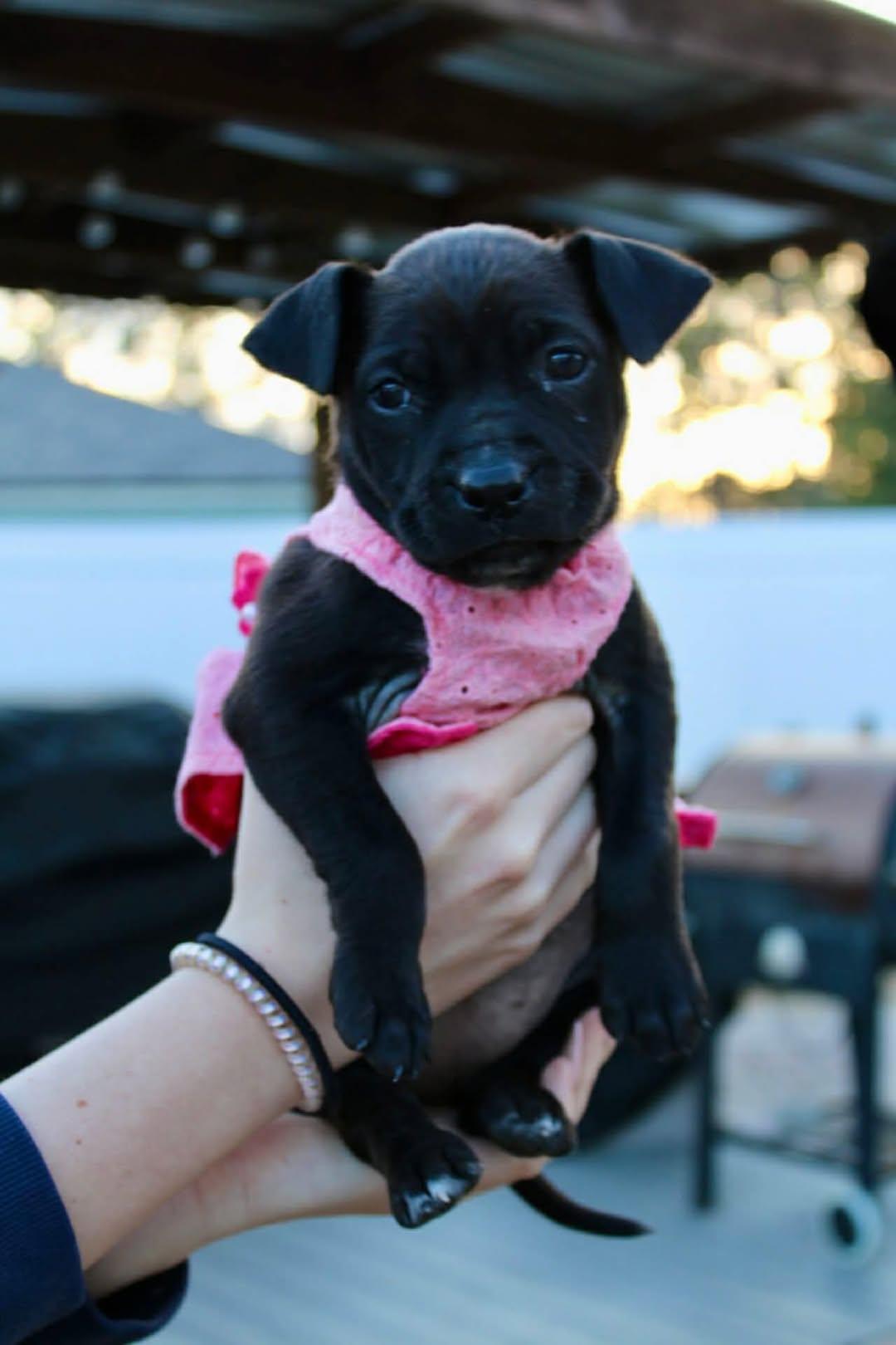 Enlarge Spot, a ADOPTABLE mixed breed in New Smyrna Beach, FL image 1/1
