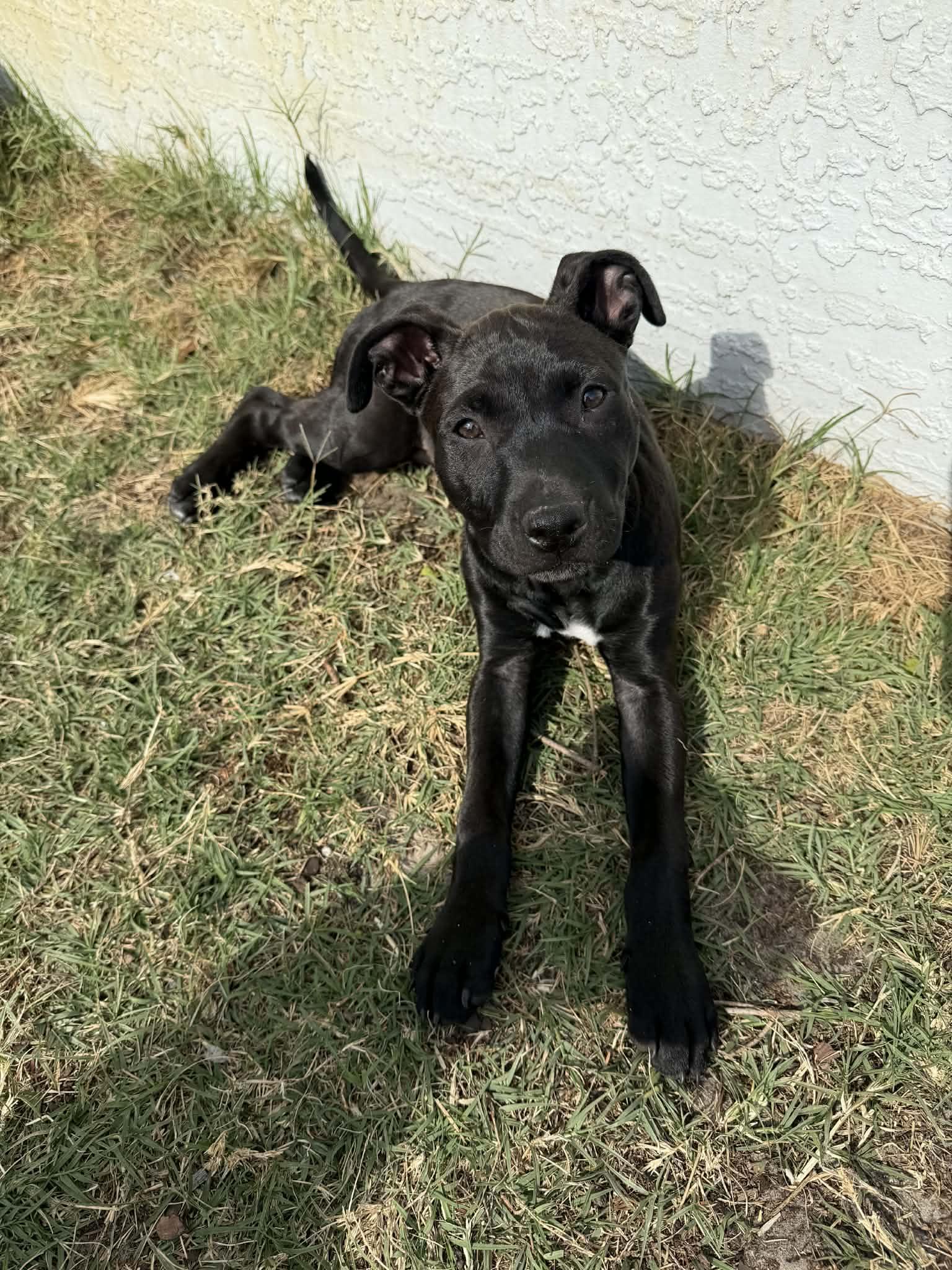 Enlarge Spot, a ADOPTABLE mixed breed in New Smyrna Beach, FL image 2/4