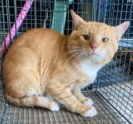 Pico-Barn Cat, an adoptable Domestic Short Hair in Lampasas, TX, 76550 | Photo Image 1