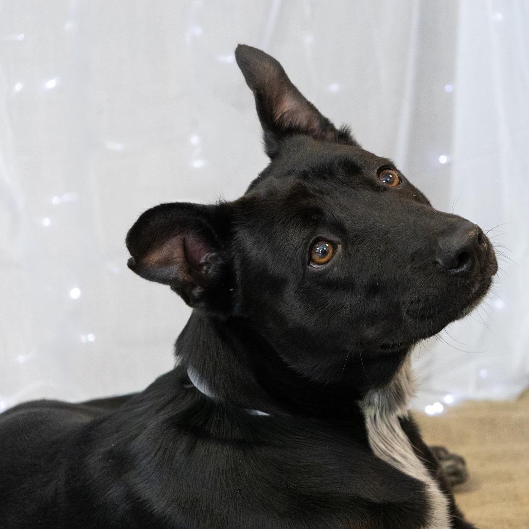 Browser, Adoptable, Young Male Black Labrador Retriever & Mixed Breed.