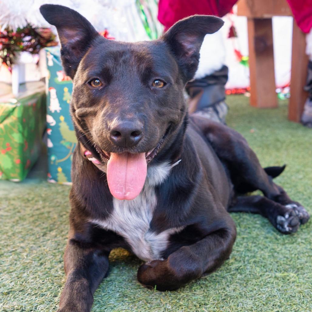 Enlarge Browser, a Adoptable mixed breed in Long Beach, CA image 3/5