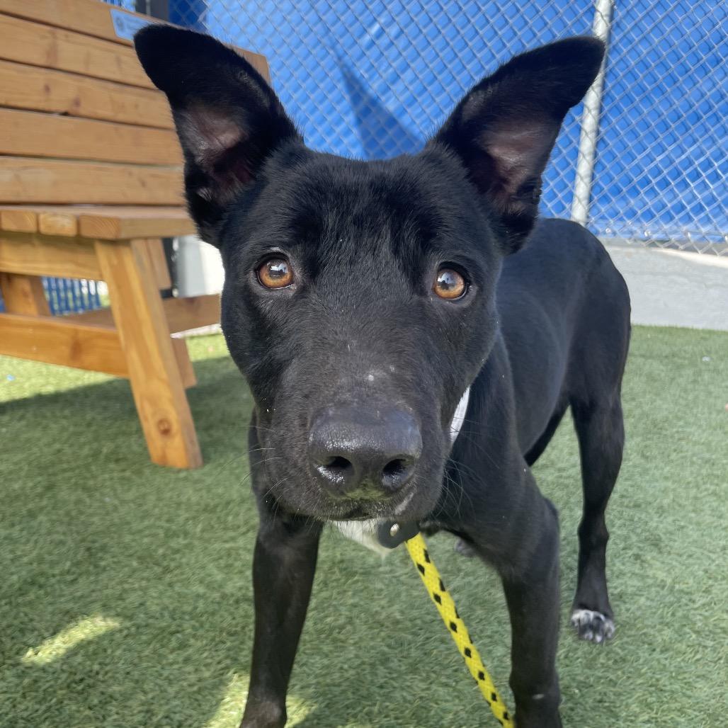 Enlarge Browser, a Adoptable mixed breed in Long Beach, CA image 4/5
