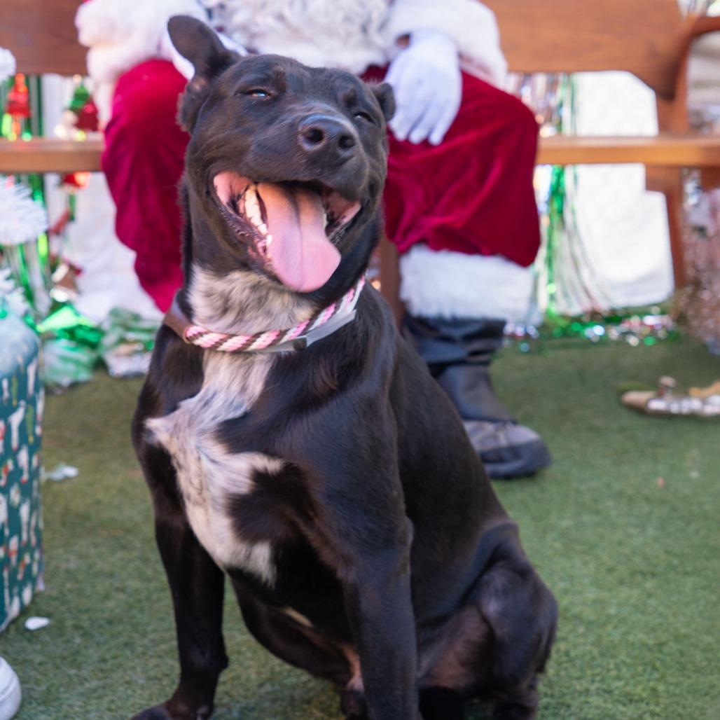 Enlarge Browser, a Adoptable mixed breed in Long Beach, CA image 5/5