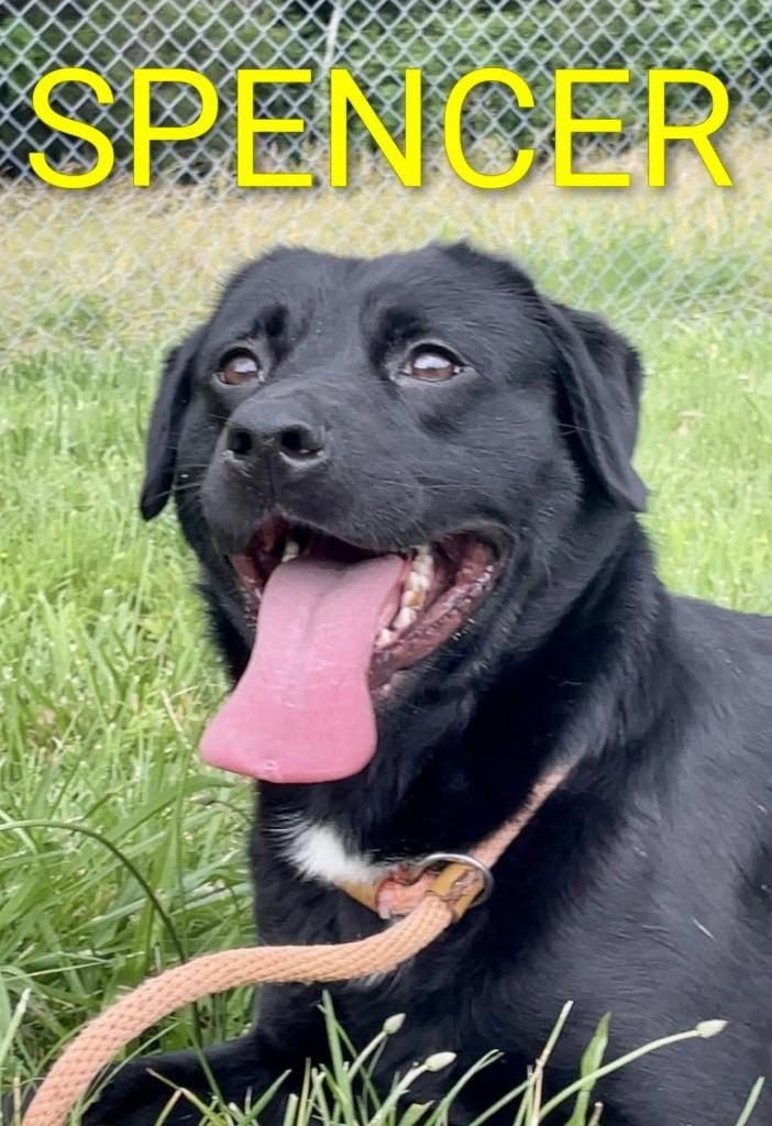 Enlarge SPENCER, a Adoptable Labrador Retriever in Crossville, TN image 1/2