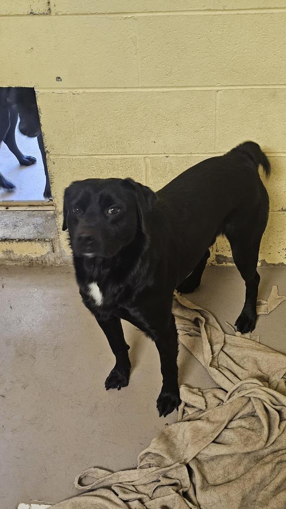 Enlarge SPENCER, a Adoptable Labrador Retriever in Crossville, TN image 2/2