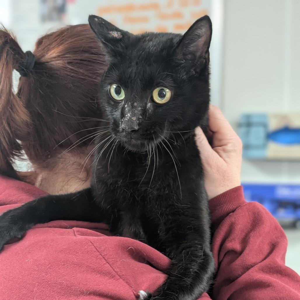 Enlarge Hocus, a Adoptable Domestic Short Hair in Canton, IL image 1/6