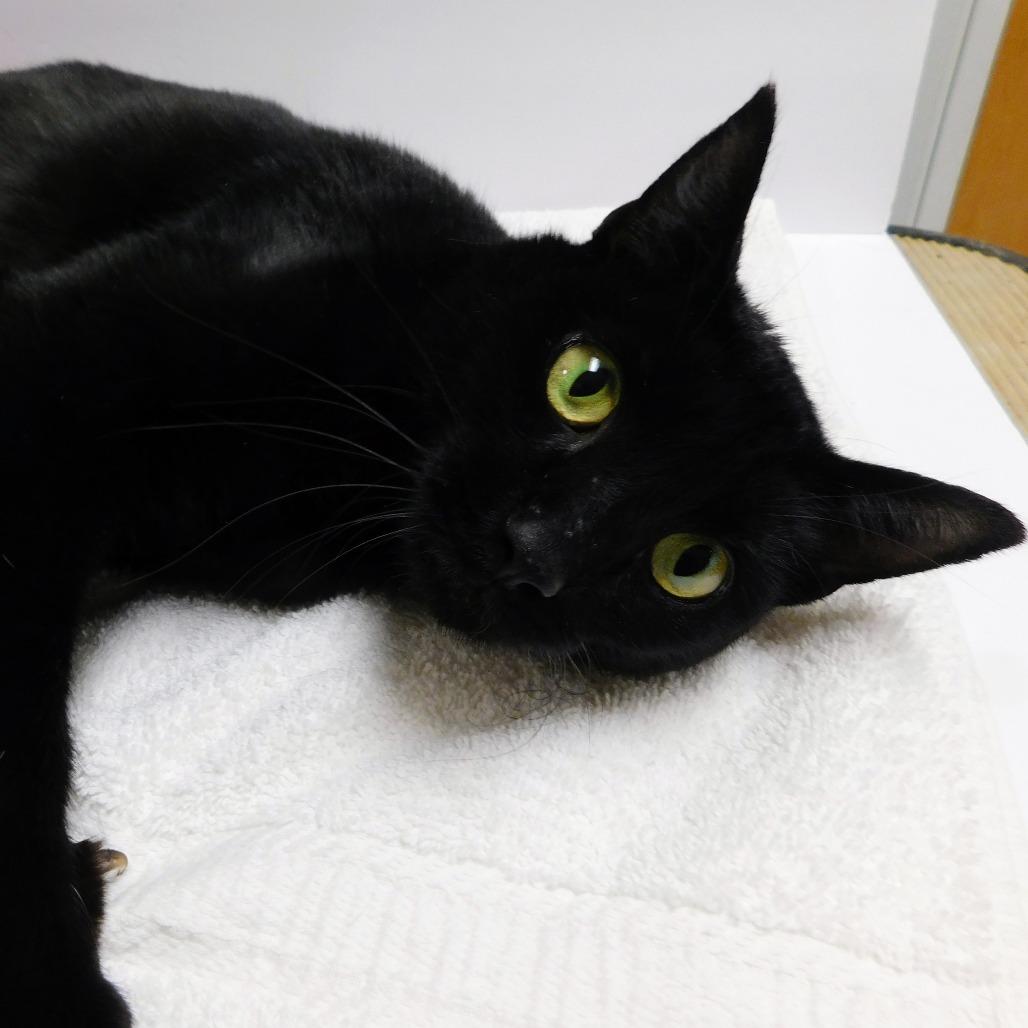 Enlarge Hocus, a Adoptable Domestic Short Hair in Canton, IL image 2/6