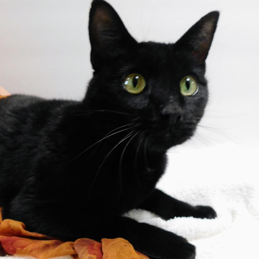 Enlarge Hocus, a Adoptable Domestic Short Hair in Canton, IL image 3/6