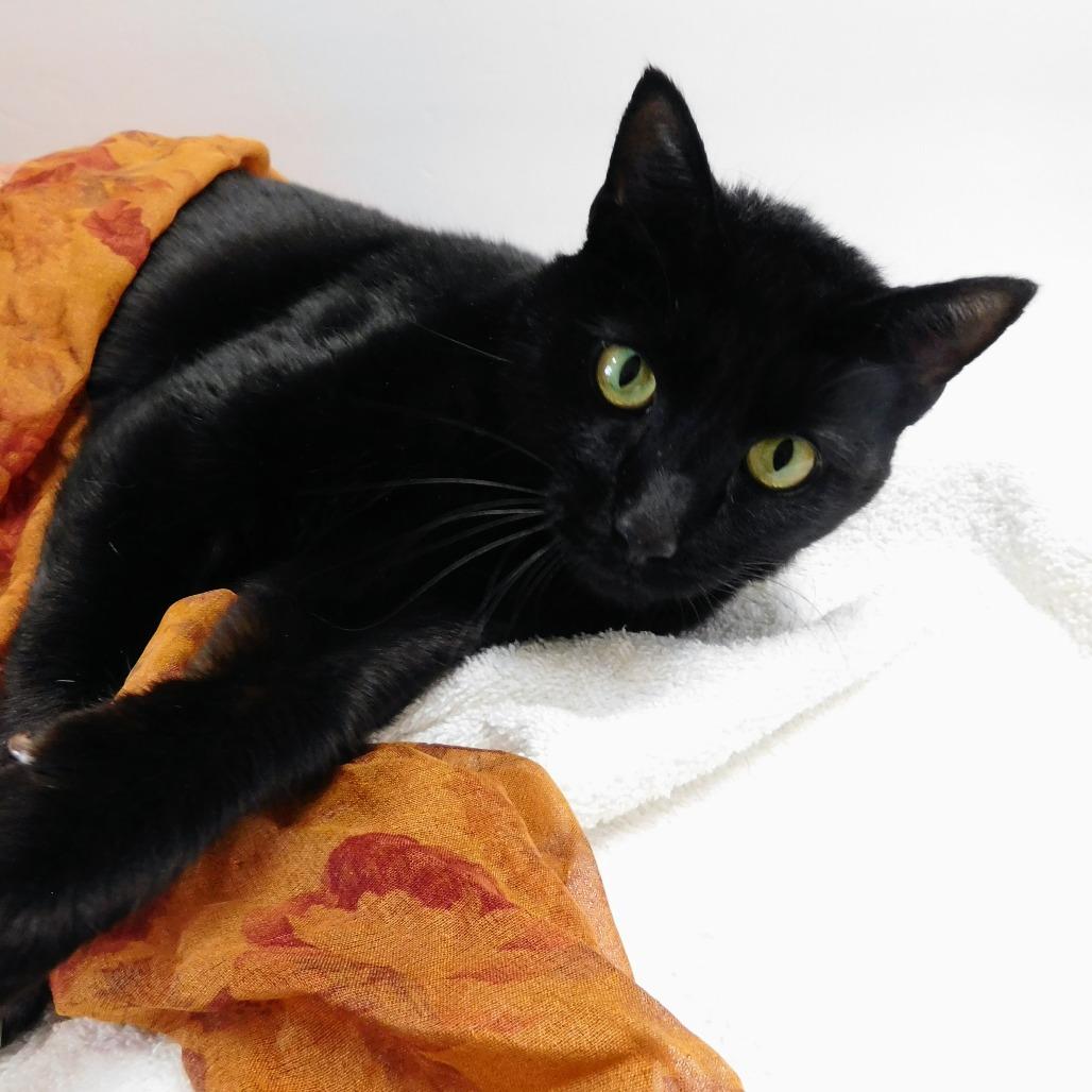 Enlarge Hocus, a Adoptable Domestic Short Hair in Canton, IL image 4/6