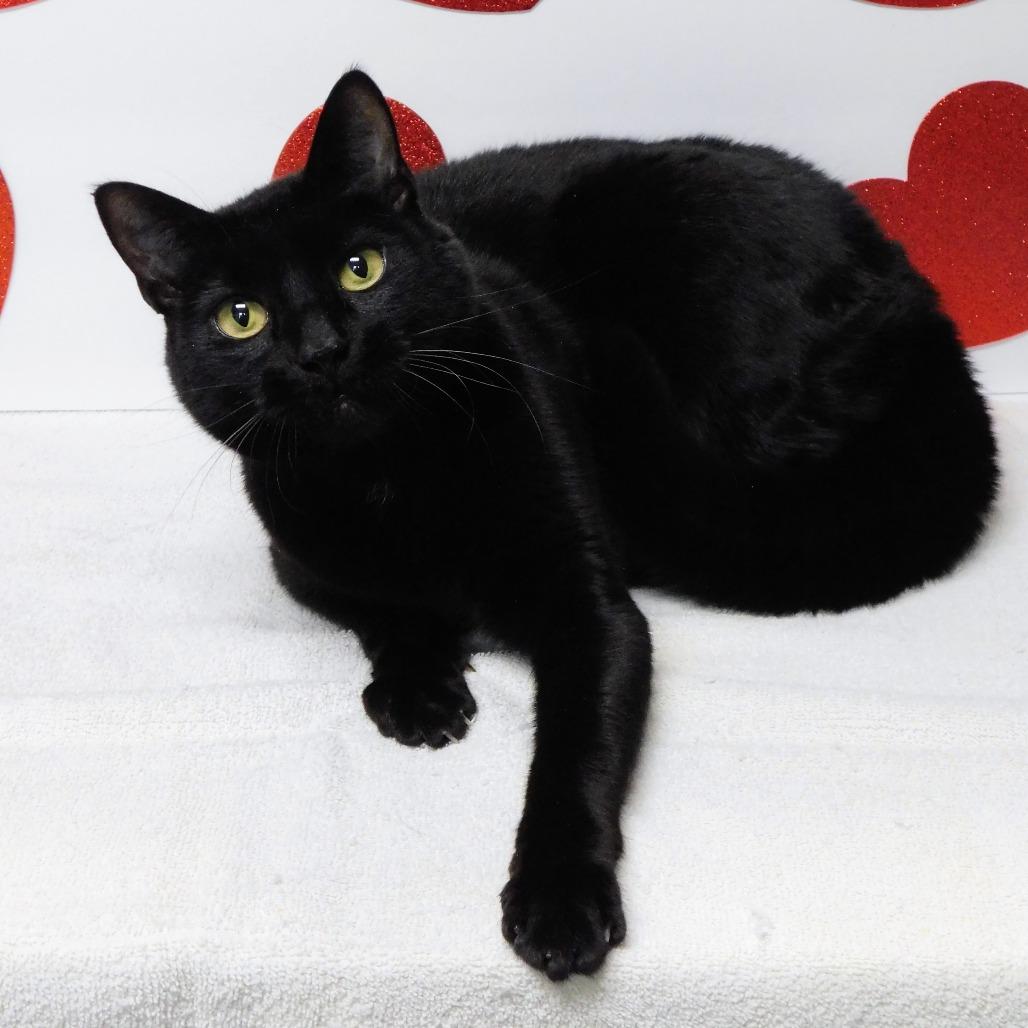 Enlarge Hocus, a Adoptable Domestic Short Hair in Canton, IL image 5/6