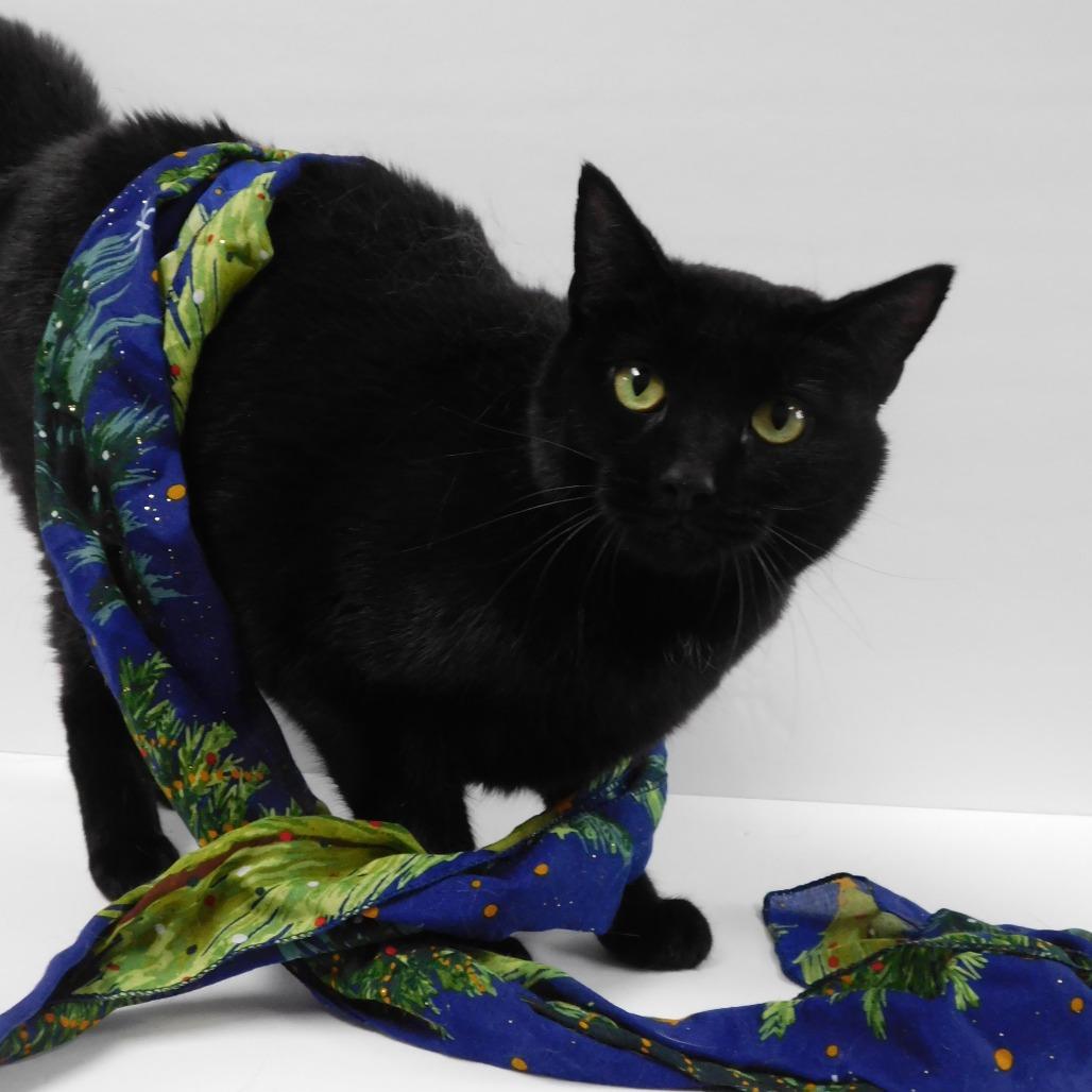 Enlarge Hocus, a Adoptable Domestic Short Hair in Canton, IL image 6/6