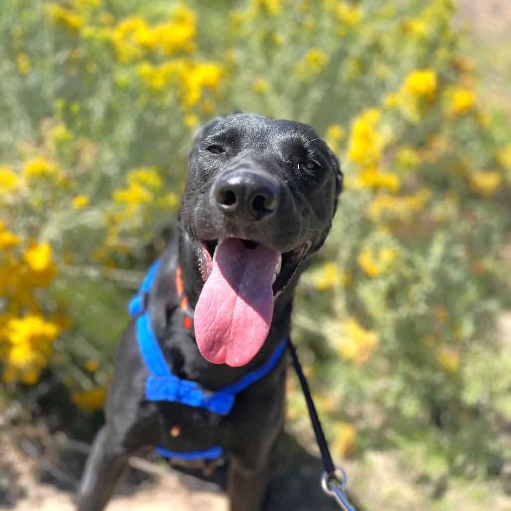Jag, a Adoptable mixed breed in Rifle, CO image 1/6