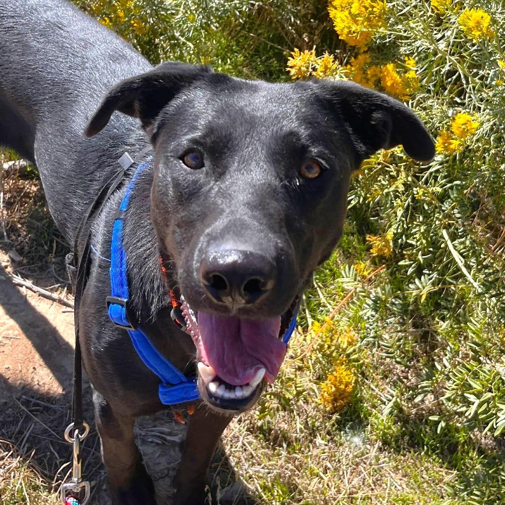 Jag, a Adoptable mixed breed in Rifle, CO image 3/6
