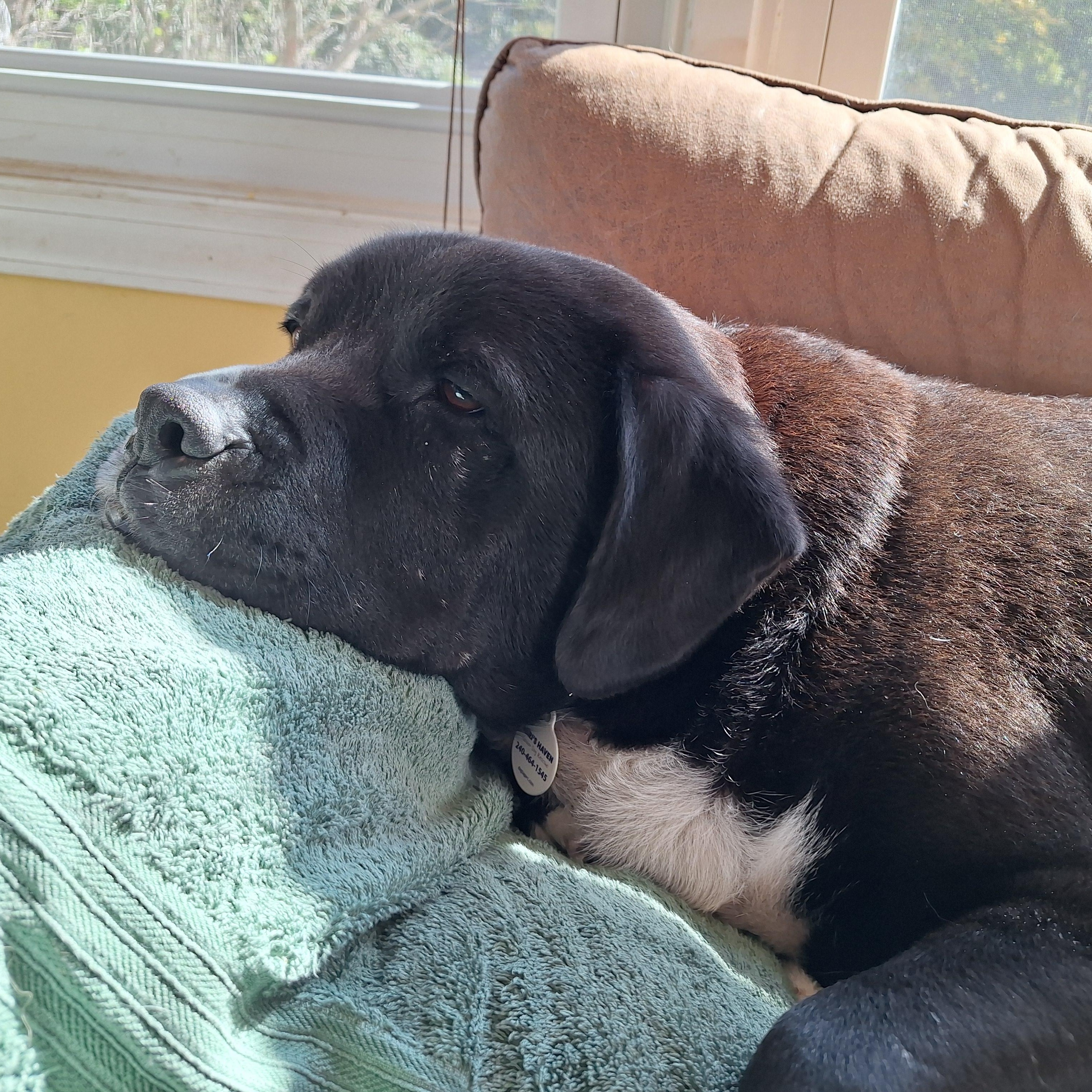 Nilo, a Adoptable mixed breed in Rockville, MD image 2/5