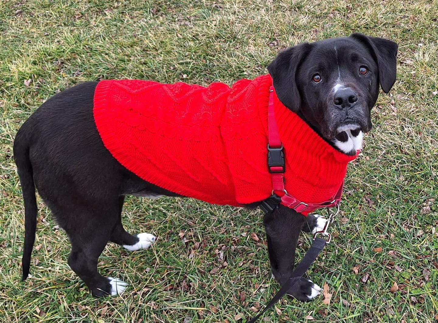 Enlarge Nilo, a Adoptable mixed breed in Rockville, MD image 3/6