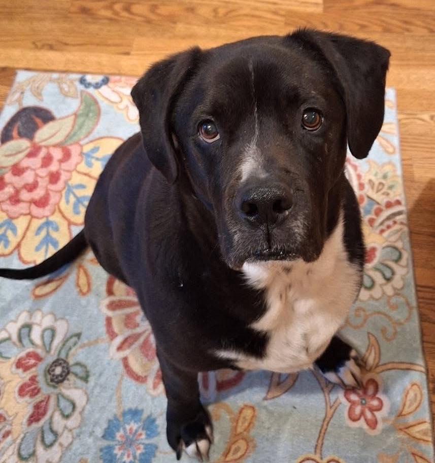 Nilo, an adopted mixed breed in Rockville, MD image 3/6