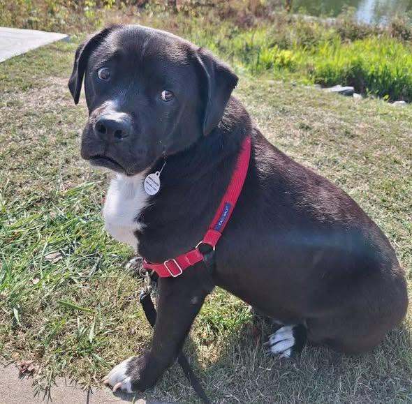 Nilo, a Adoptable mixed breed in Rockville, MD image 1/5