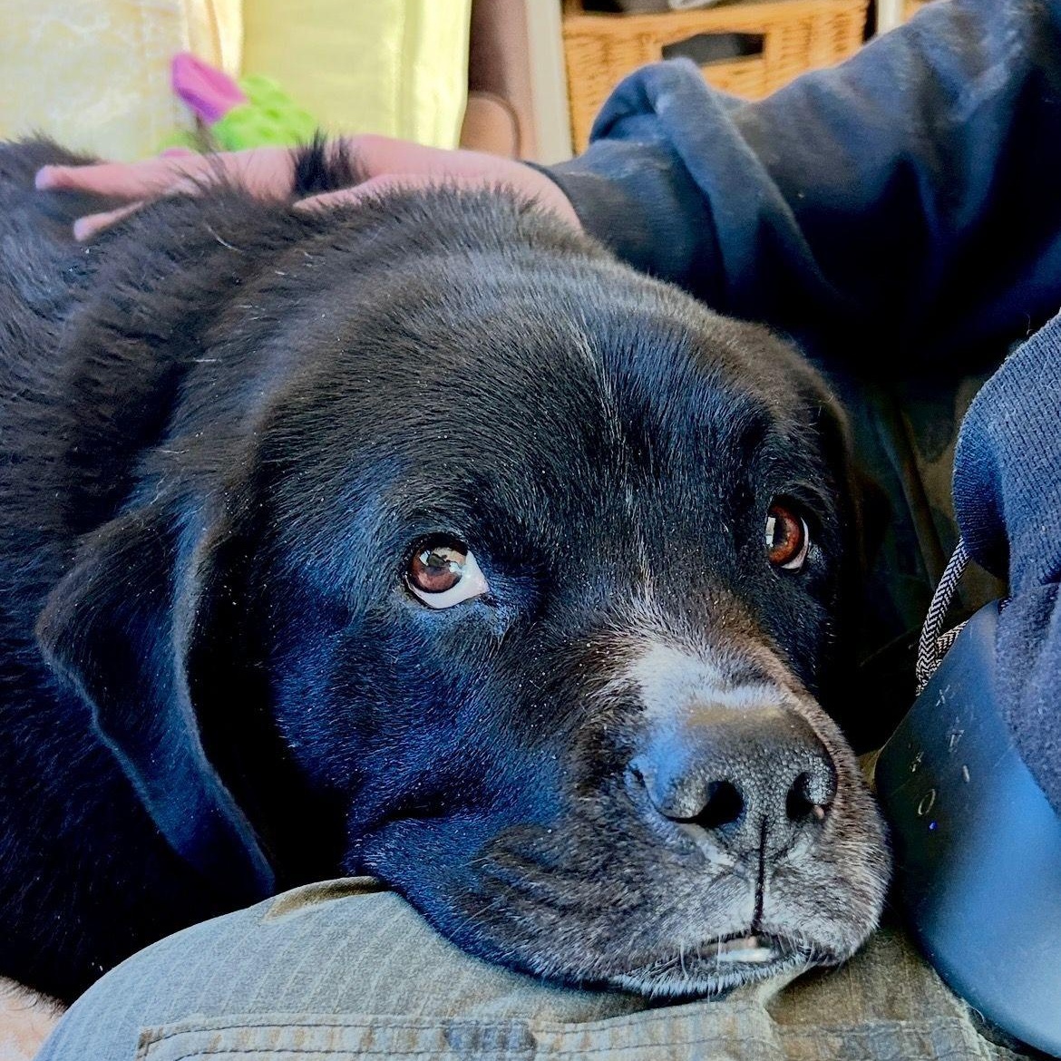 Enlarge Nilo, a Adoptable mixed breed in Rockville, MD image 2/6