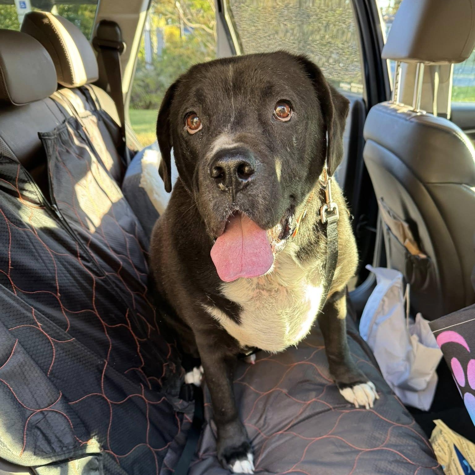 Nilo, Adoptable, Senior Male Black Labrador Retriever & Boxer.
