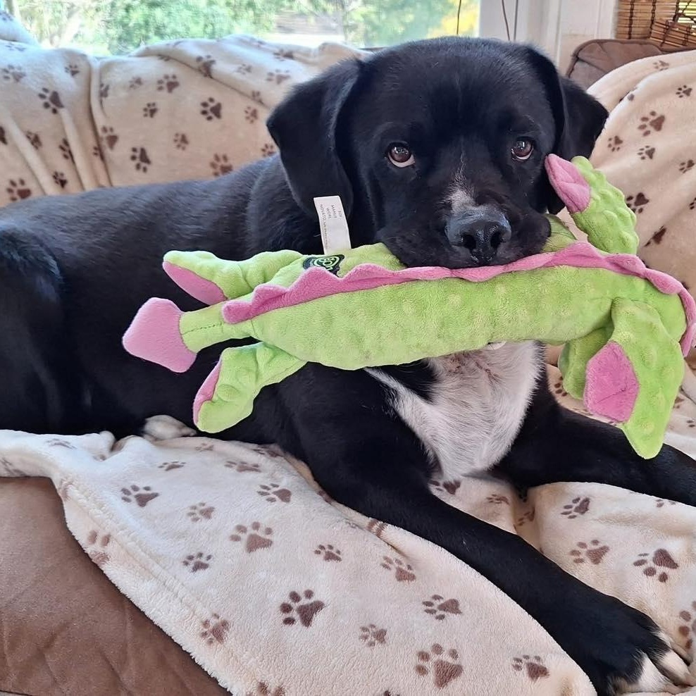 Nilo, Adoptable, Senior Male Black Labrador Retriever & Boxer.