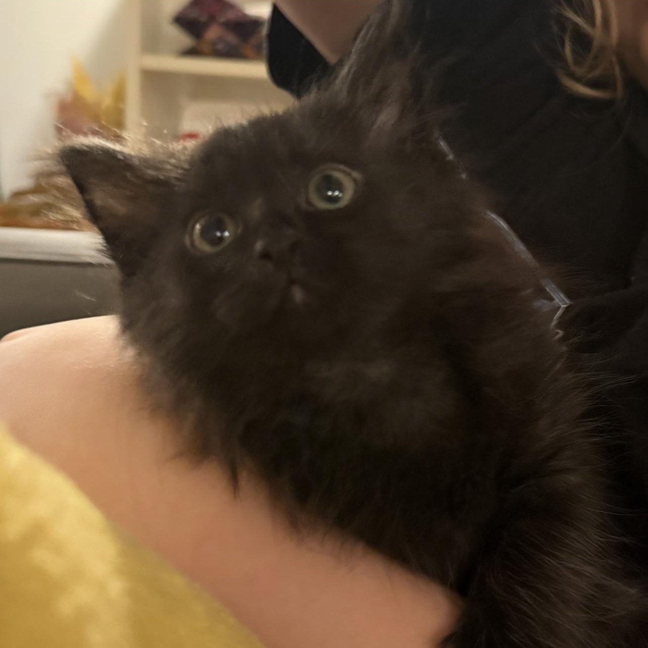 Enlarge Pepper, an adopted Domestic Medium Hair in Lilburn, GA image 2/5