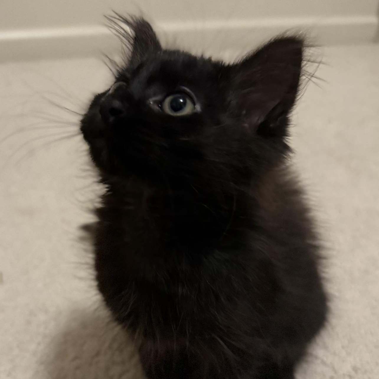 Enlarge Pepper, an adopted Domestic Medium Hair in Lilburn, GA image 4/5