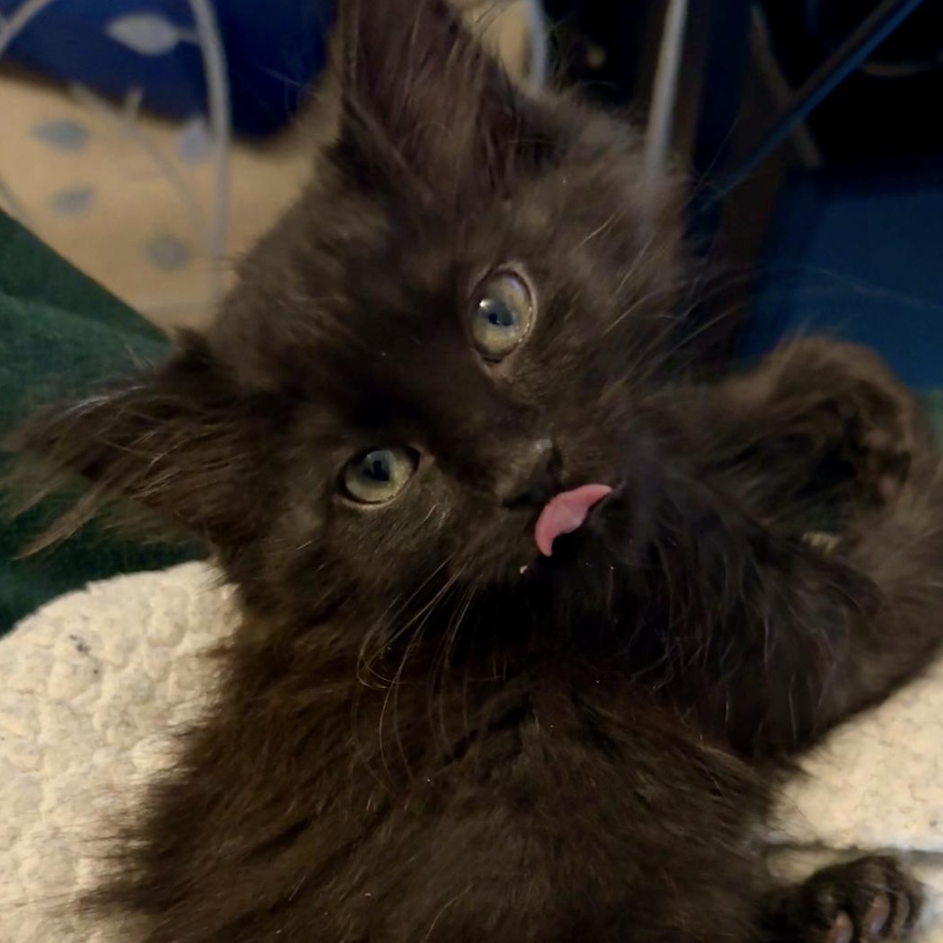 Enlarge Pepper, an adopted Domestic Medium Hair in Lilburn, GA image 3/5