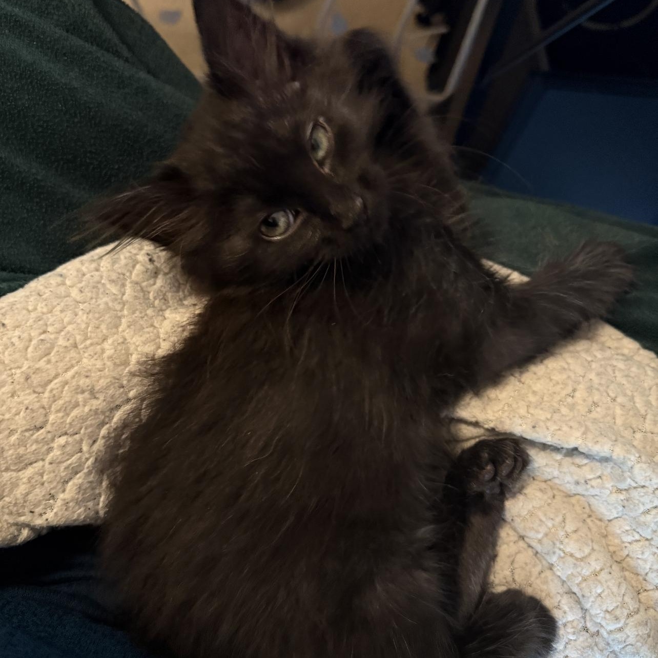 Enlarge Pepper, an adopted Domestic Medium Hair in Lilburn, GA image 5/5