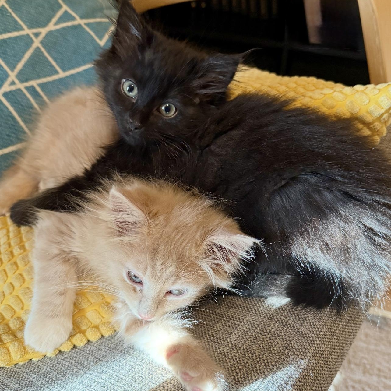 Enlarge Pepper, an adopted Domestic Medium Hair in Lilburn, GA image 1/5