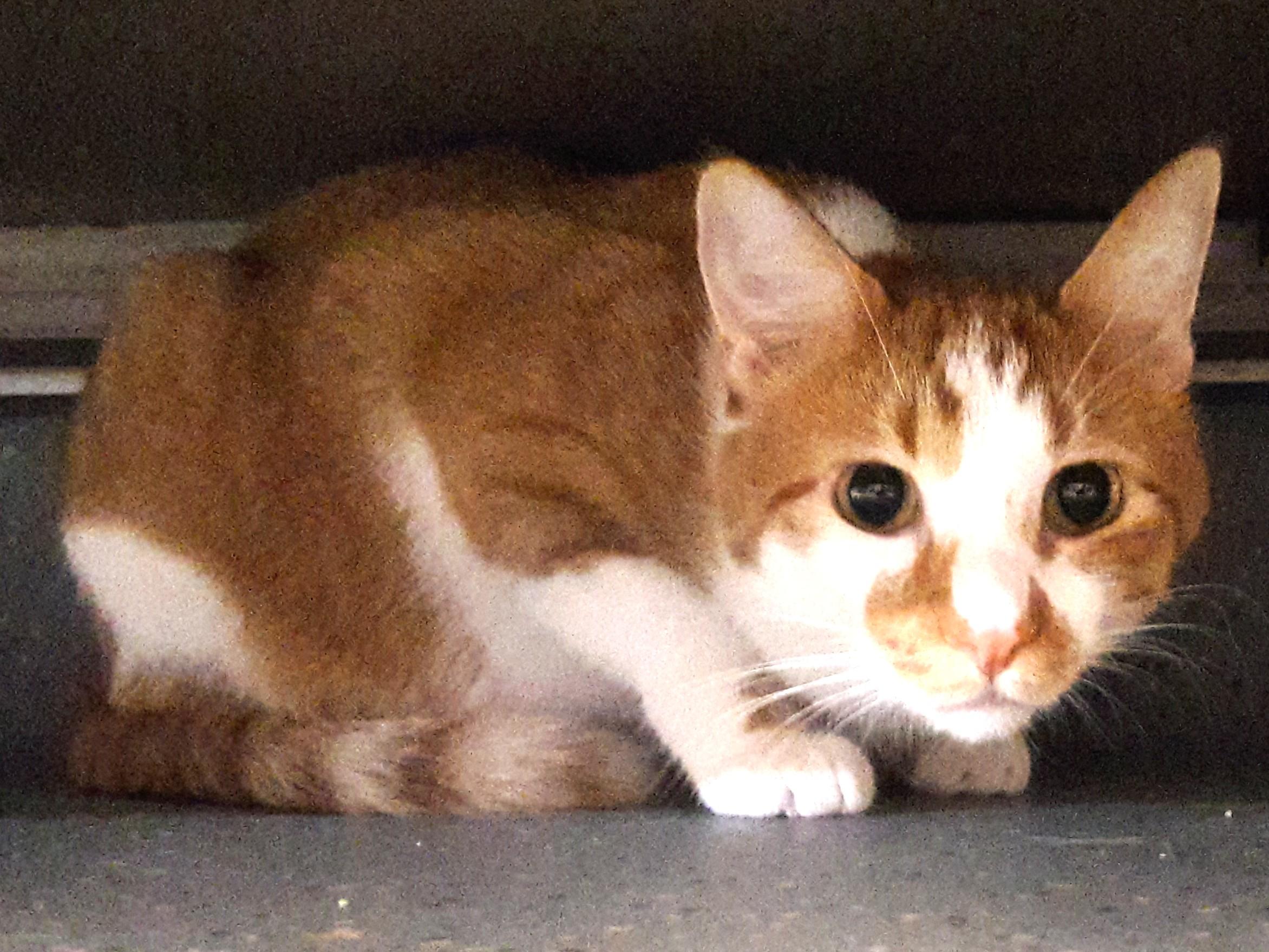Lil Homie, an adoptable Domestic Short Hair in Mesquite, NV image 3/3