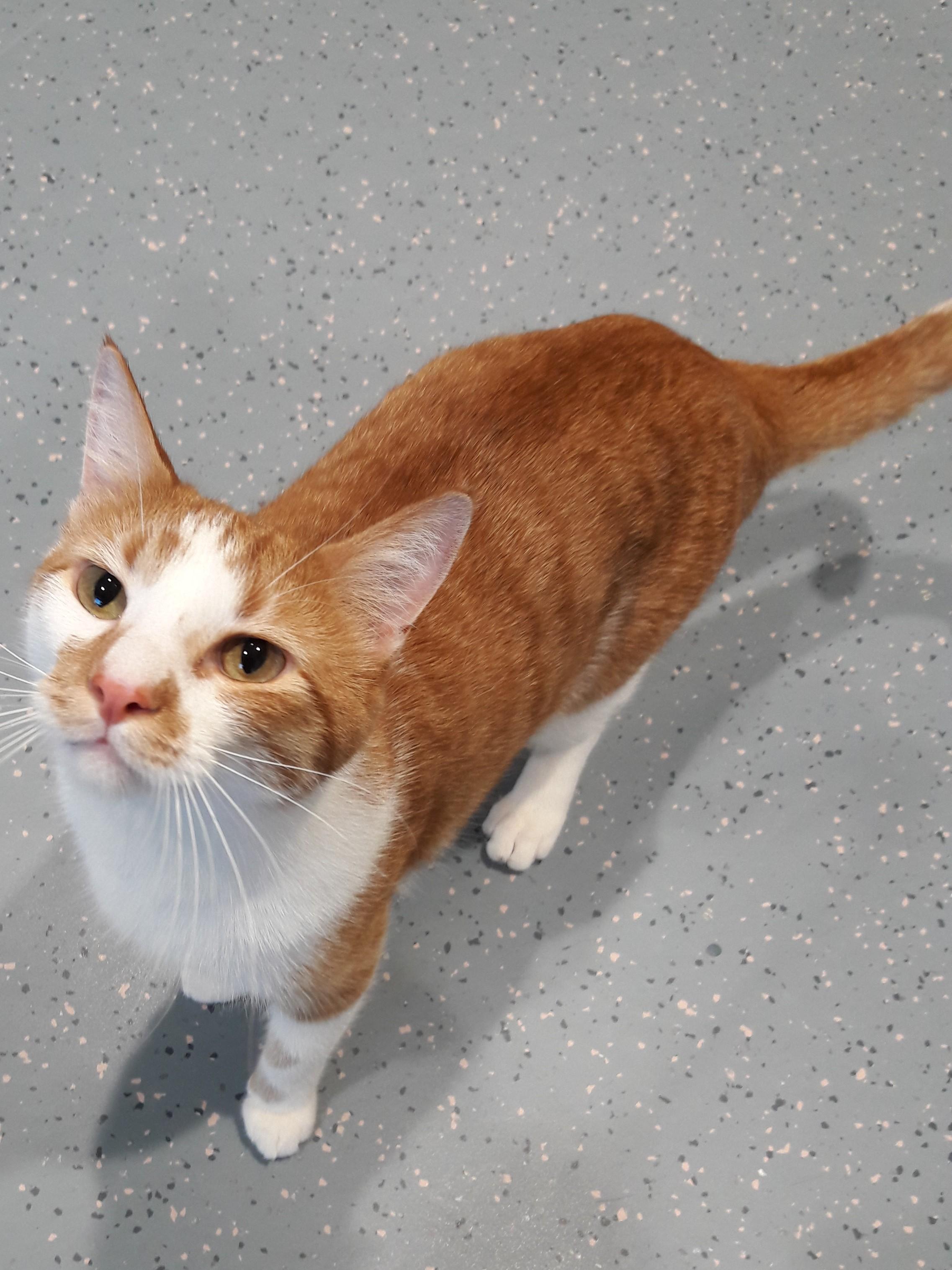 Lil Homie, adoptable, Adult Male Domestic Short Hair.