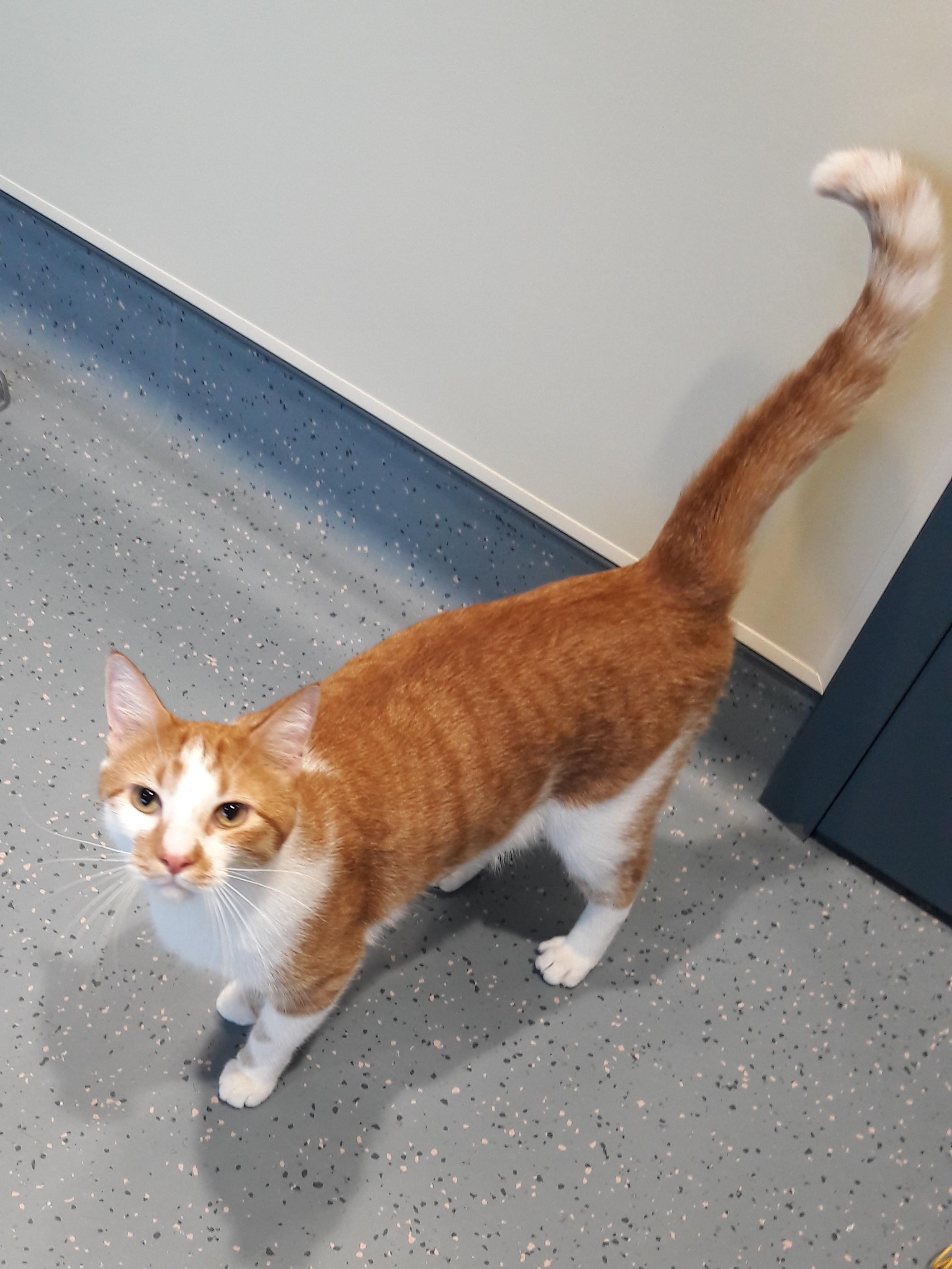 Lil Homie, an adoptable Domestic Short Hair in Mesquite, NV image 2/3