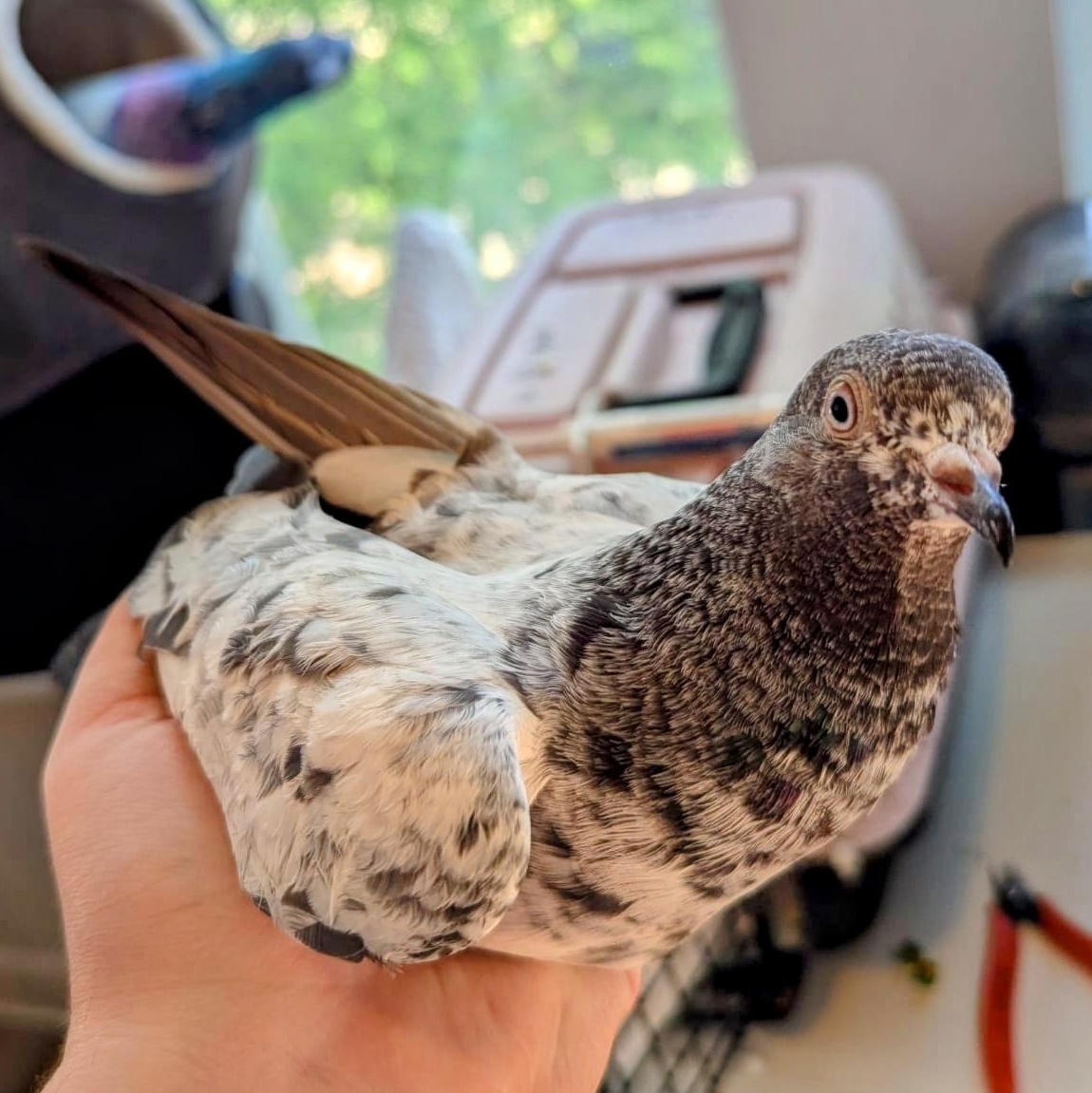 Maia, Adult Unknown unknown