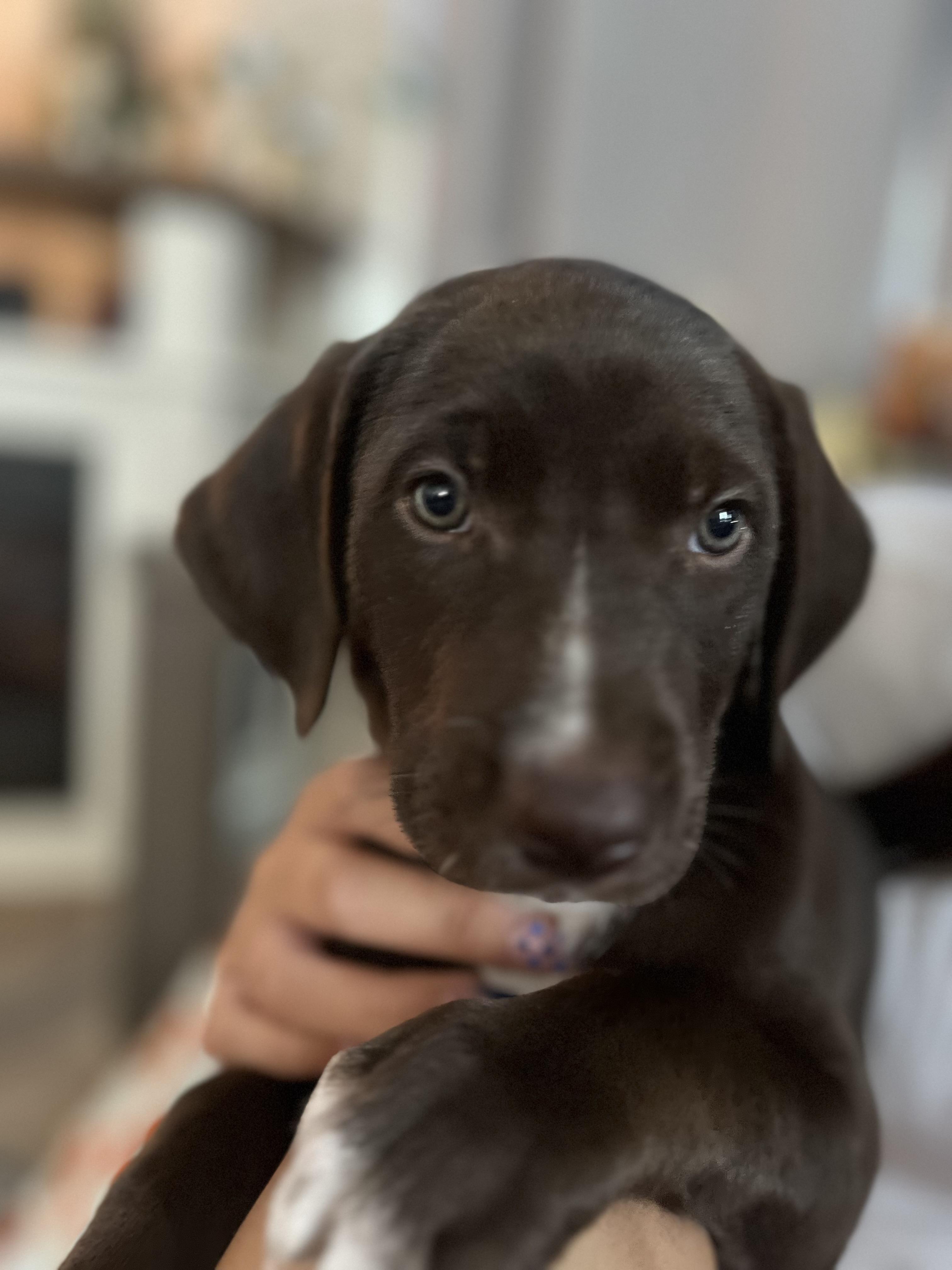 Enlarge PUP KEELY, an adopted mixed breed in Portland , OR image 4/4