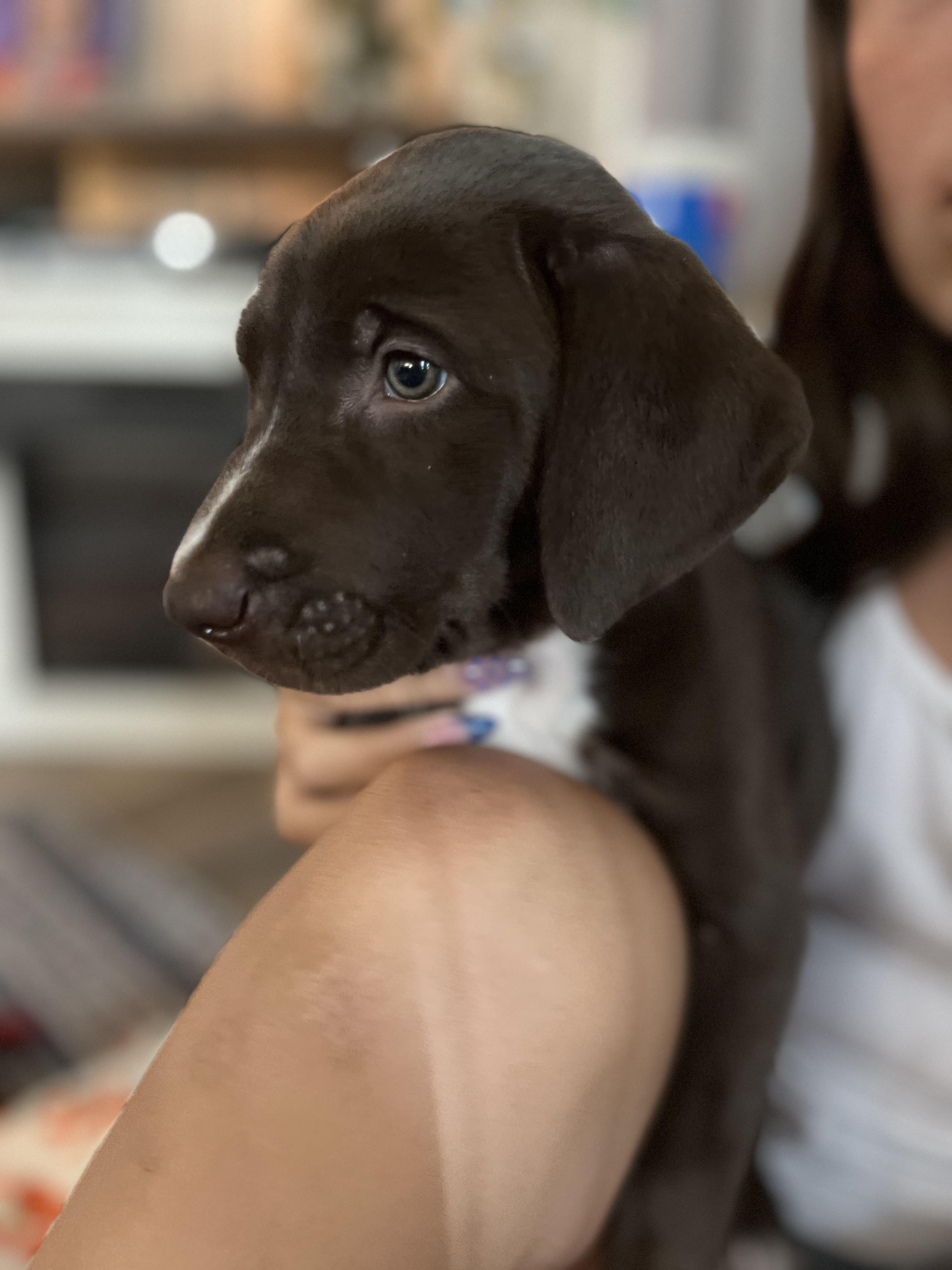 Enlarge PUP KEELY, an adopted mixed breed in Portland , OR image 3/4