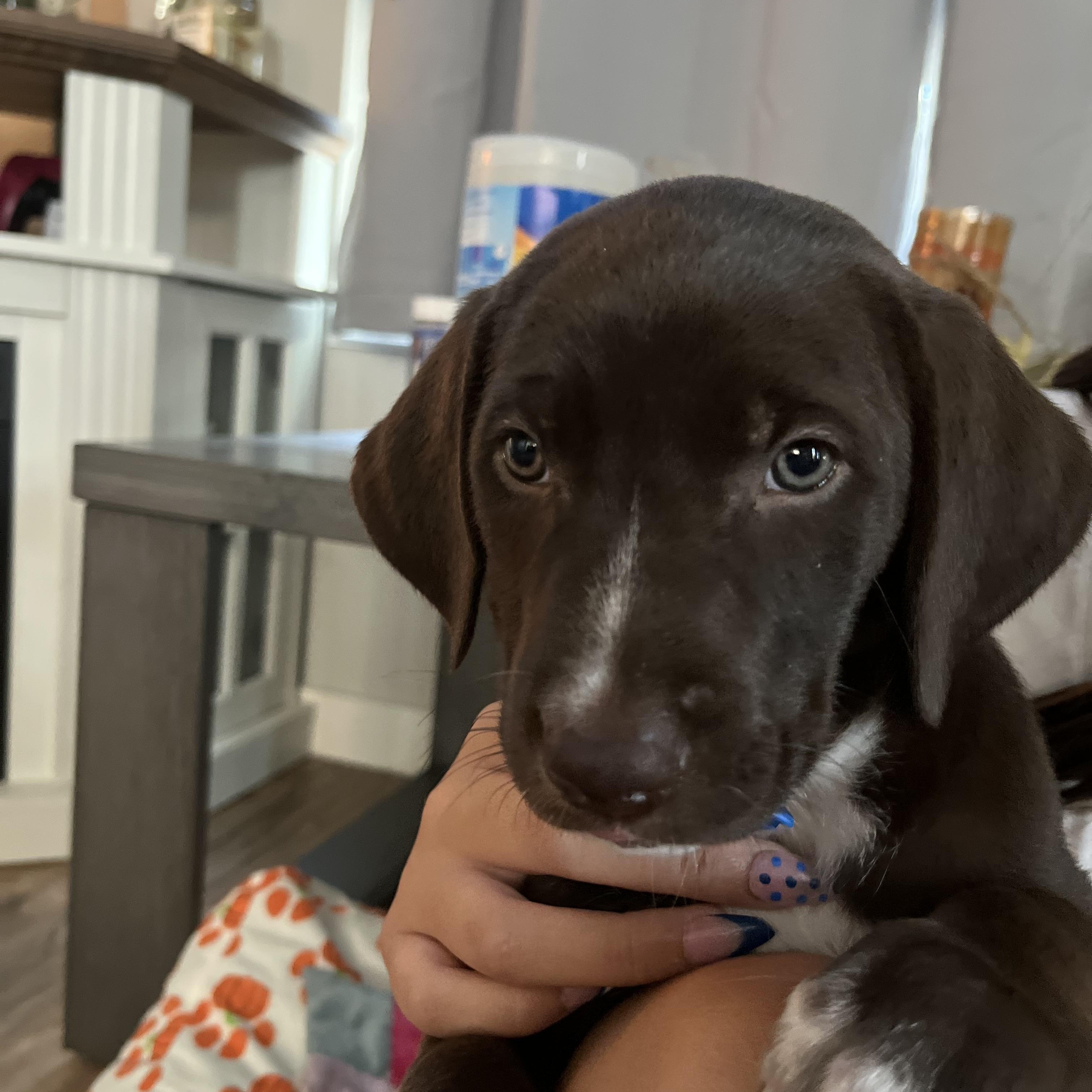 PUP KEELY, adopted, Puppy Male Labrador Retriever & German Shepherd Dog.