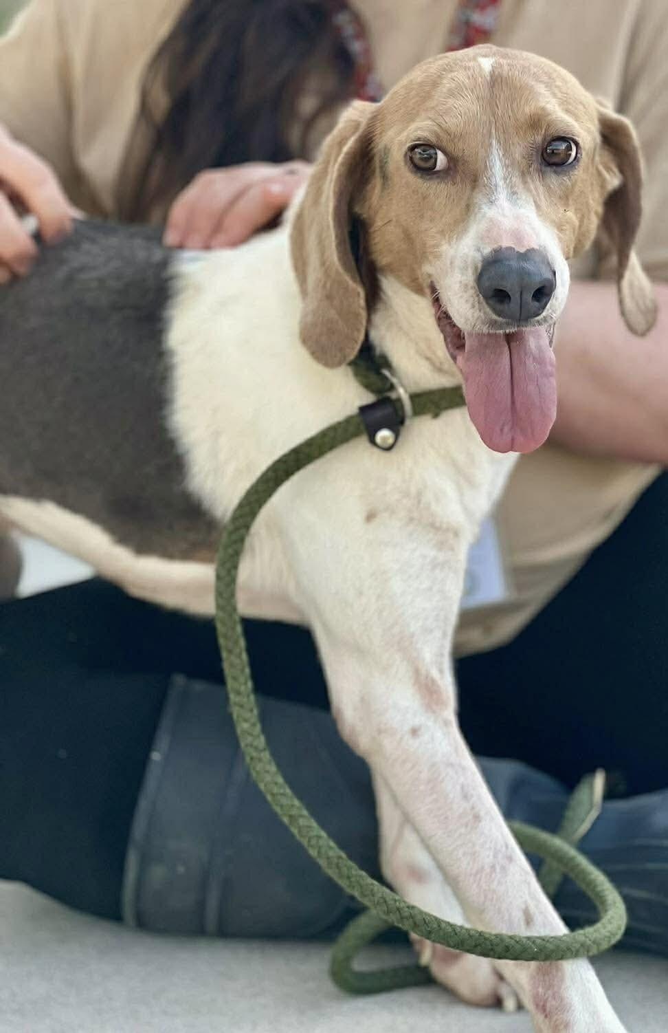 Enlarge Blue, a Adoptable Treeing Walker Coonhound in Burgaw, NC image 1/3